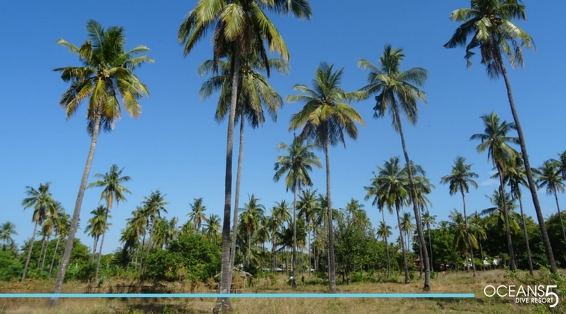 Fields of palm trees on Gili Air