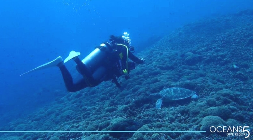 Diver hovering with a turtle below on the reef.