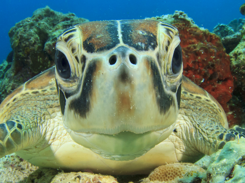 Oceans 5 Dive Resort, Turtle at Geoffreys dive site, Gili Air, Lombok, Indonesia