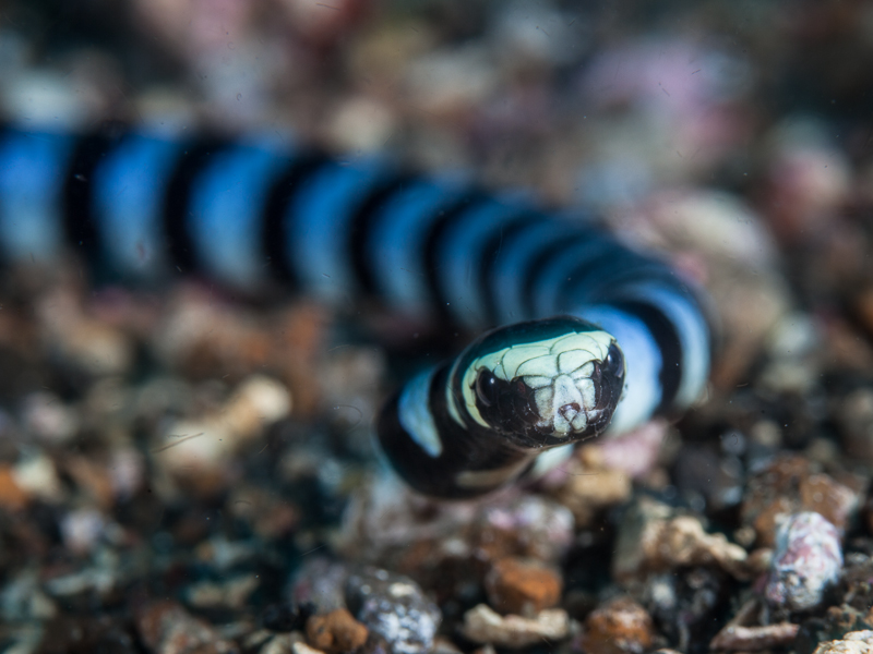 Oceans 5 Dive Resort, Gili Air, Lombok, Indonesia, Banded sea snake at Sunset Reef, Gili Trawangan