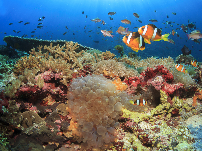Oceans 5 Dive Resort, Gili Air, Lombok, Indonesia, Clown fish at Halik 