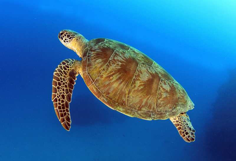 Oceans 5 Dive Resort, Gili Air, Lombok,  Indonesia, Turtles at Meno Slope