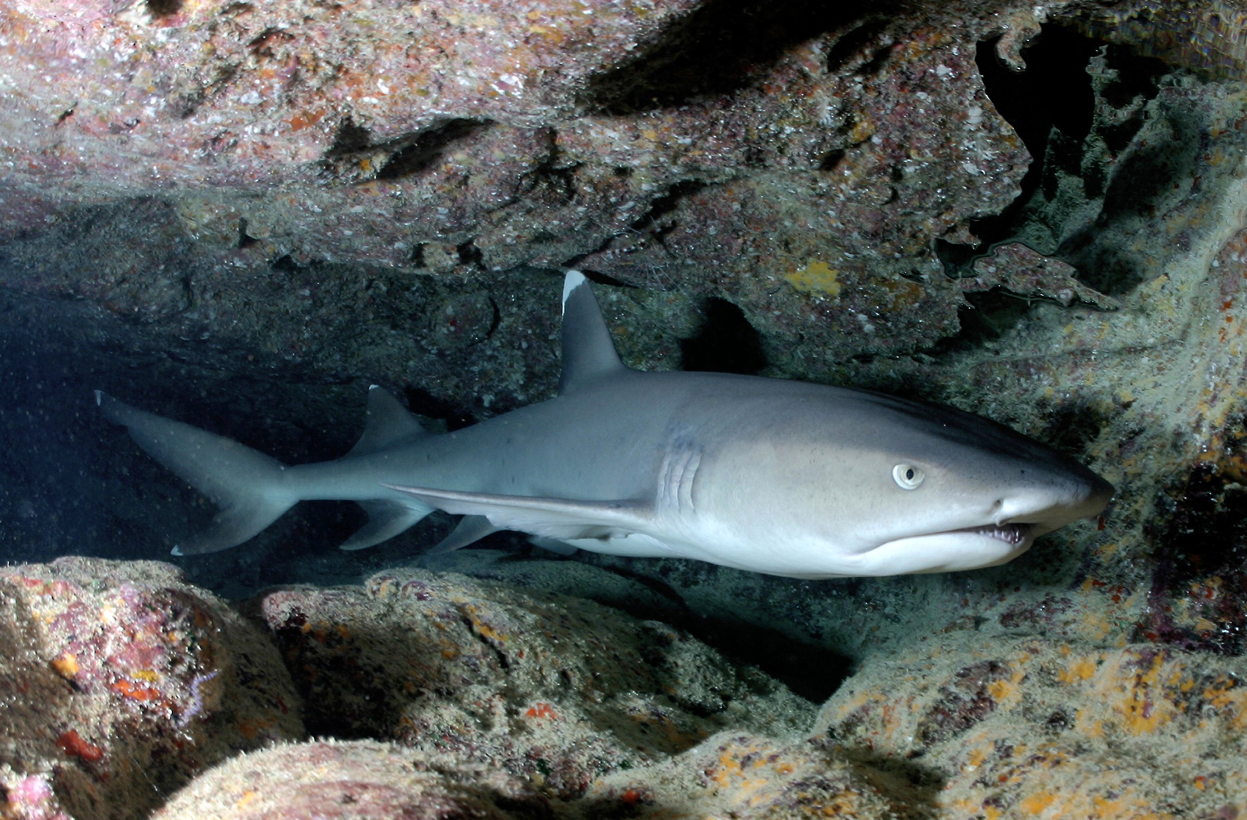 Gili Shark Conservation Specialty