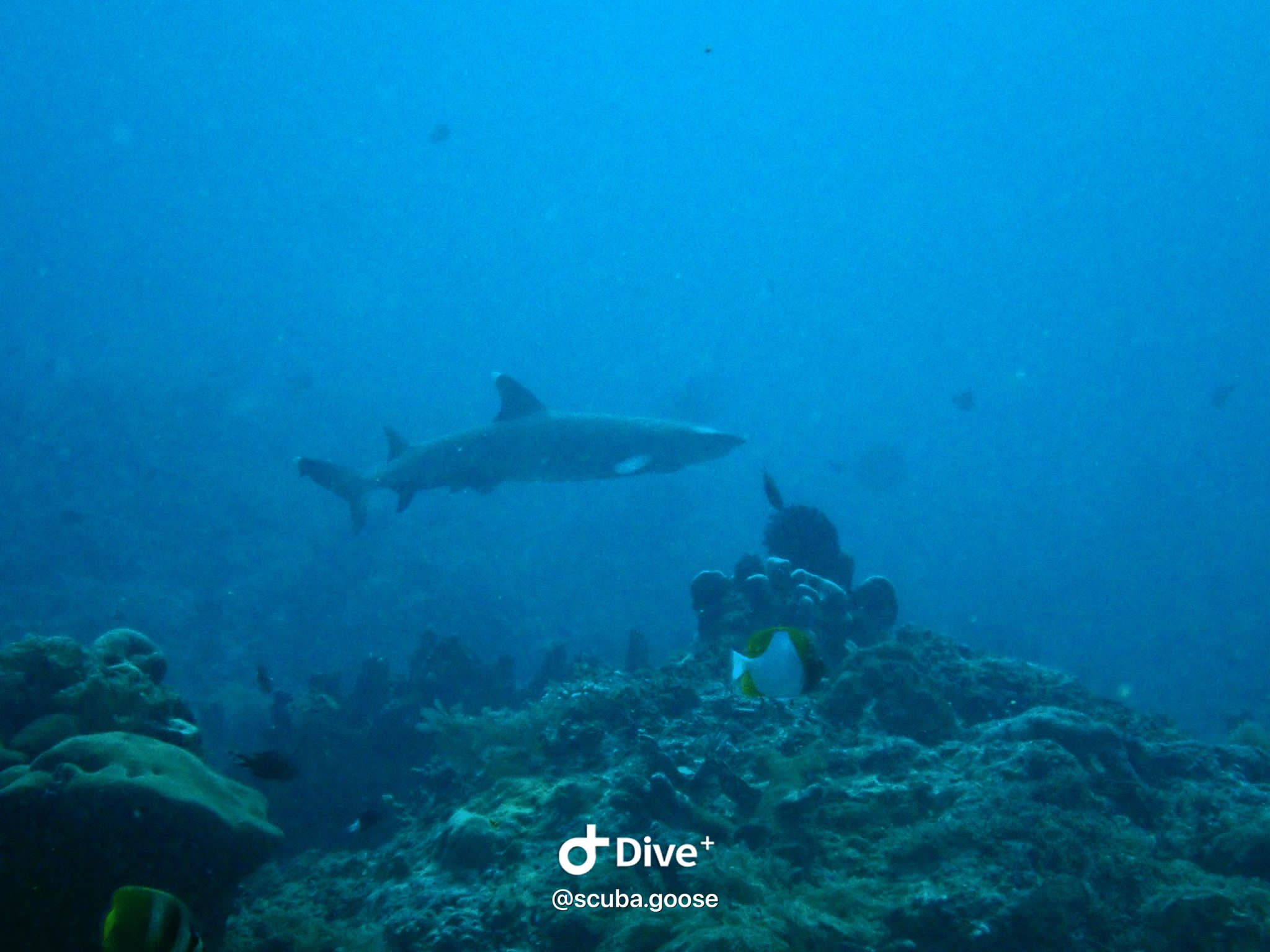Shark Conservation Specialty Gili Air
