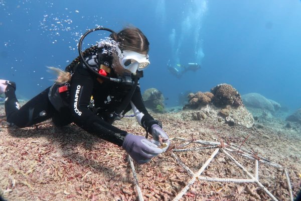 Coral Reef Conservation Indonesia