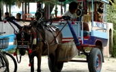 Oceans 5 Dive Resort Gili Air Indonesia cidomo horse carriage.JPG