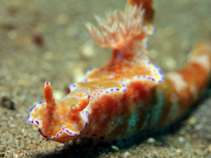 Dive Sites Gili Islands | Nudibranch Heaven | Scuba Diving Indonesia