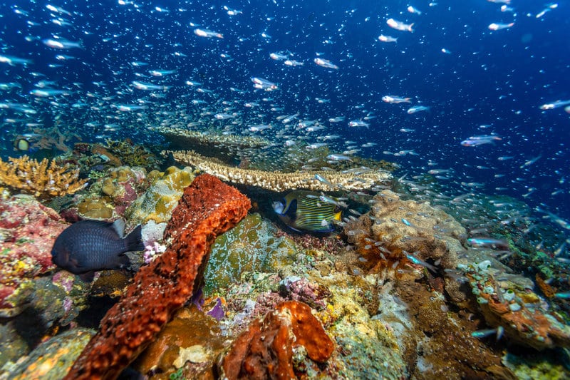 Diving Gili Air Scuba Diving Indonesia Oceans 5 Gili Islands