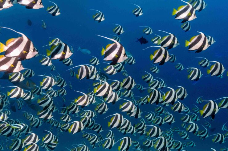 Scuba Diving Indonesia | Diving Gili Islands | Dive Resort Oceans 5 Gili Air