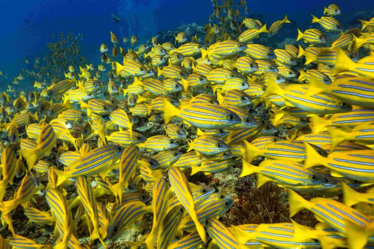 Scuba Diving Indonesia | Dive Resort Gili Islands | Oceans 5 Gili Air