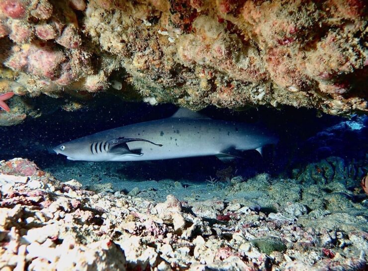 Shark Conservation Gili Air | Scuba Diving Indonesia | Oceans 5 Gili Islands