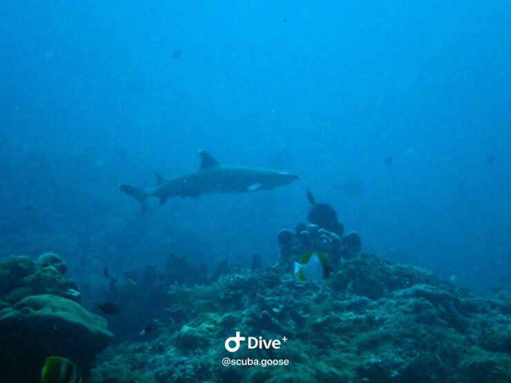 Shark Conservation Specialty Gili Islands | Scuba Diving Indonesia | Oceans 5 Gili Air