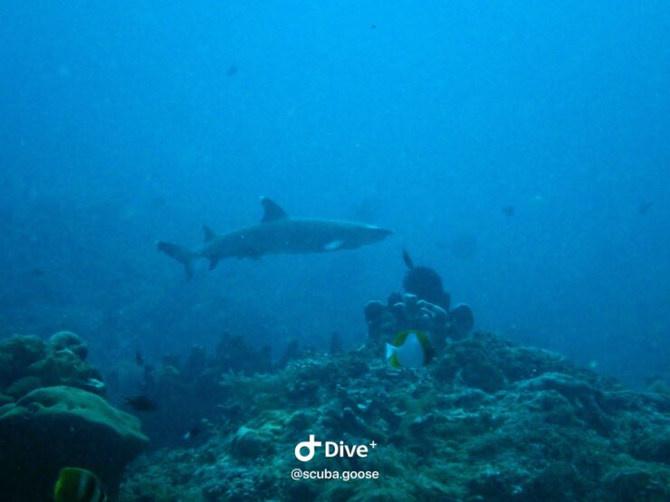 Shark Conservation Specialty Gili Islands | Scuba Diving Indonesia | Oceans 5 Gili Air
