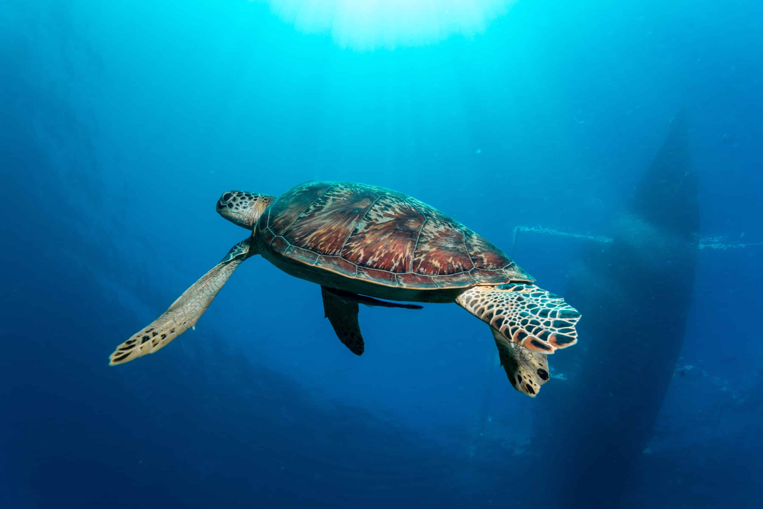 Scuba Diving Indonesia | SSI ITC Dive Resort Oceans 5 Gili Air